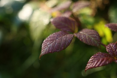 Beautiful plant with red leaves growing outdoors, closeup. Space for text