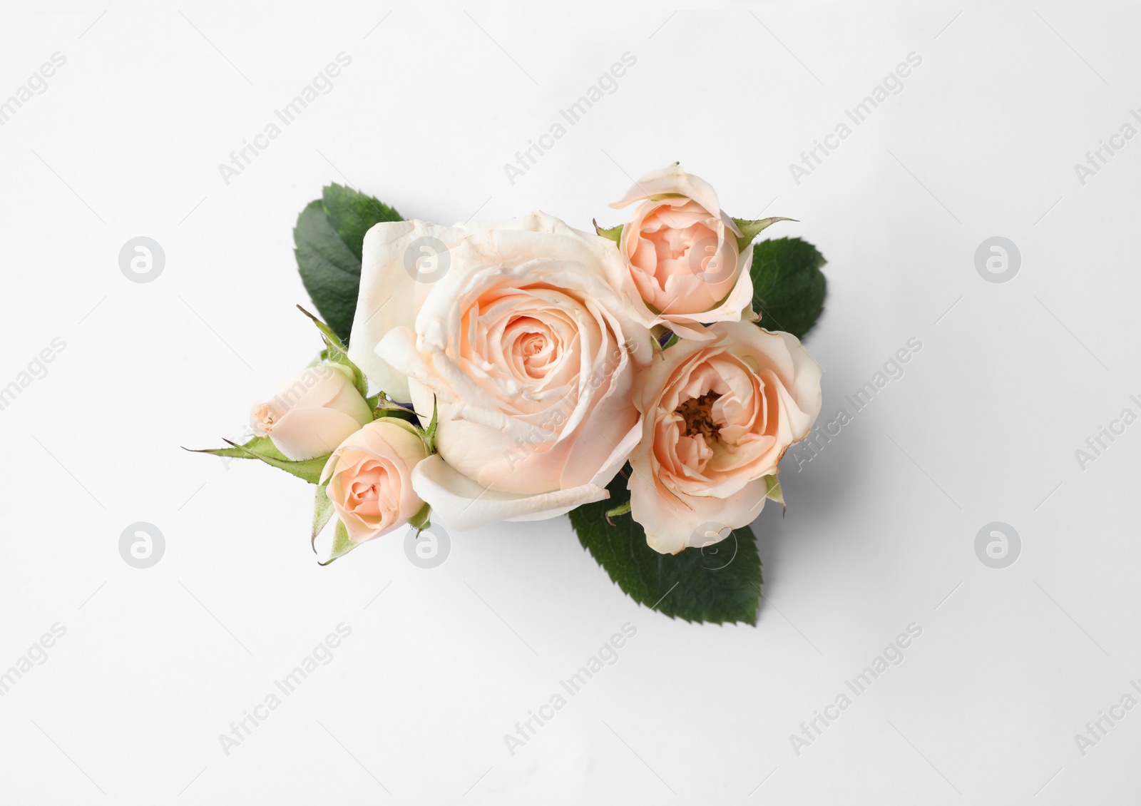 Photo of Beautiful roses on white background, top view