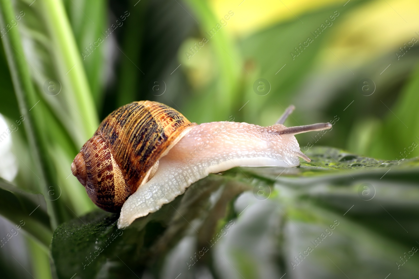 Photo of Common garden snail crawling on wet leaf, closeup