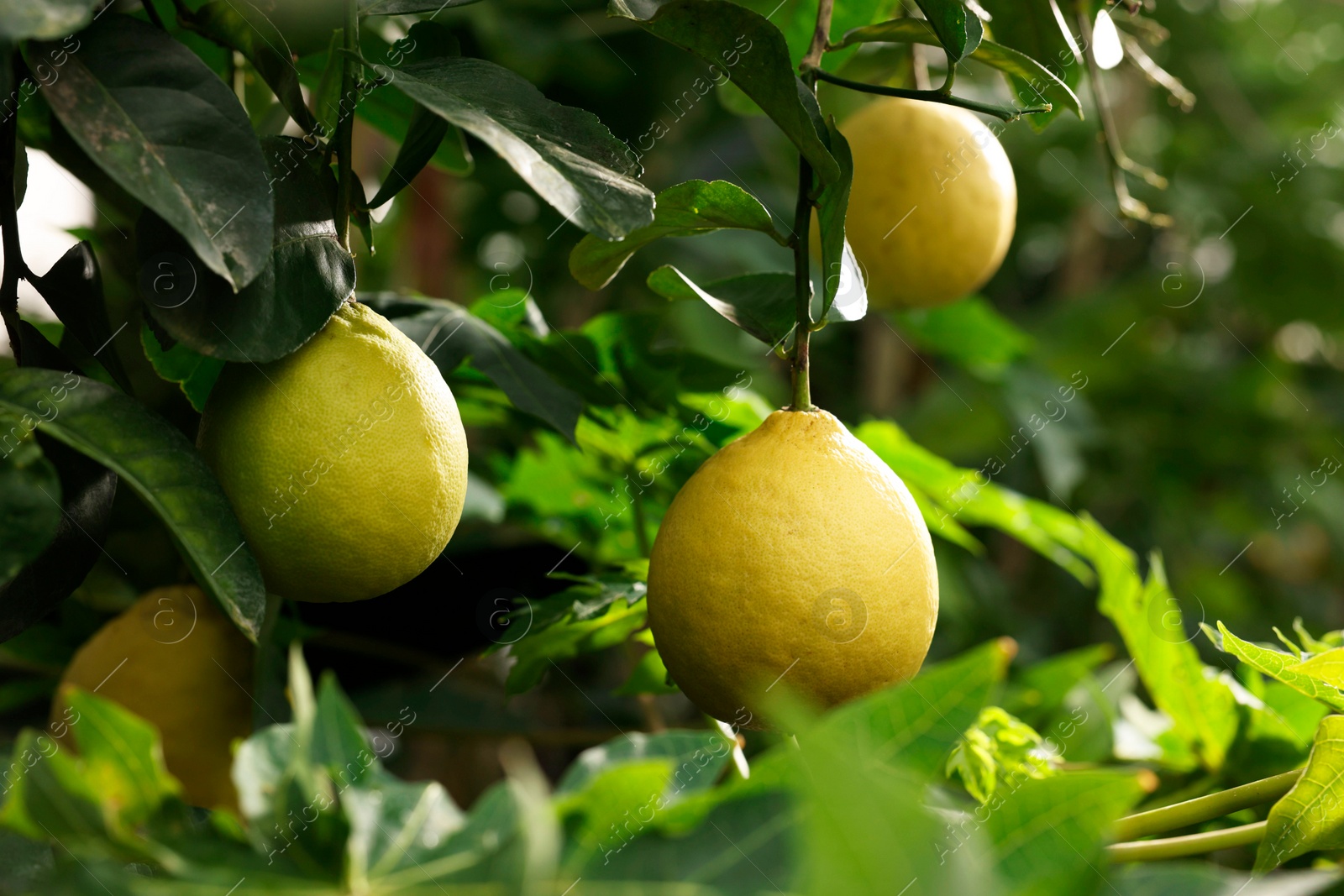 Photo of Lemon tree with ripe fruits in greenhouse, closeup