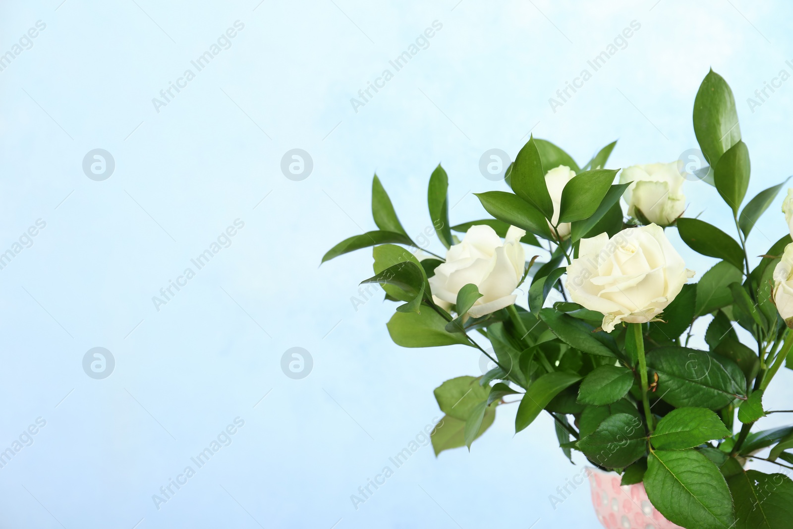 Photo of Bouquet of beautiful roses on color background. Space for text