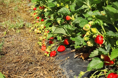 Bushes with ripe strawberries in garden on sunny day