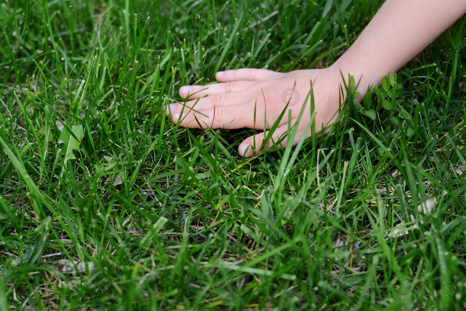 Photo of Woman touching fresh grass on green lawn, closeup