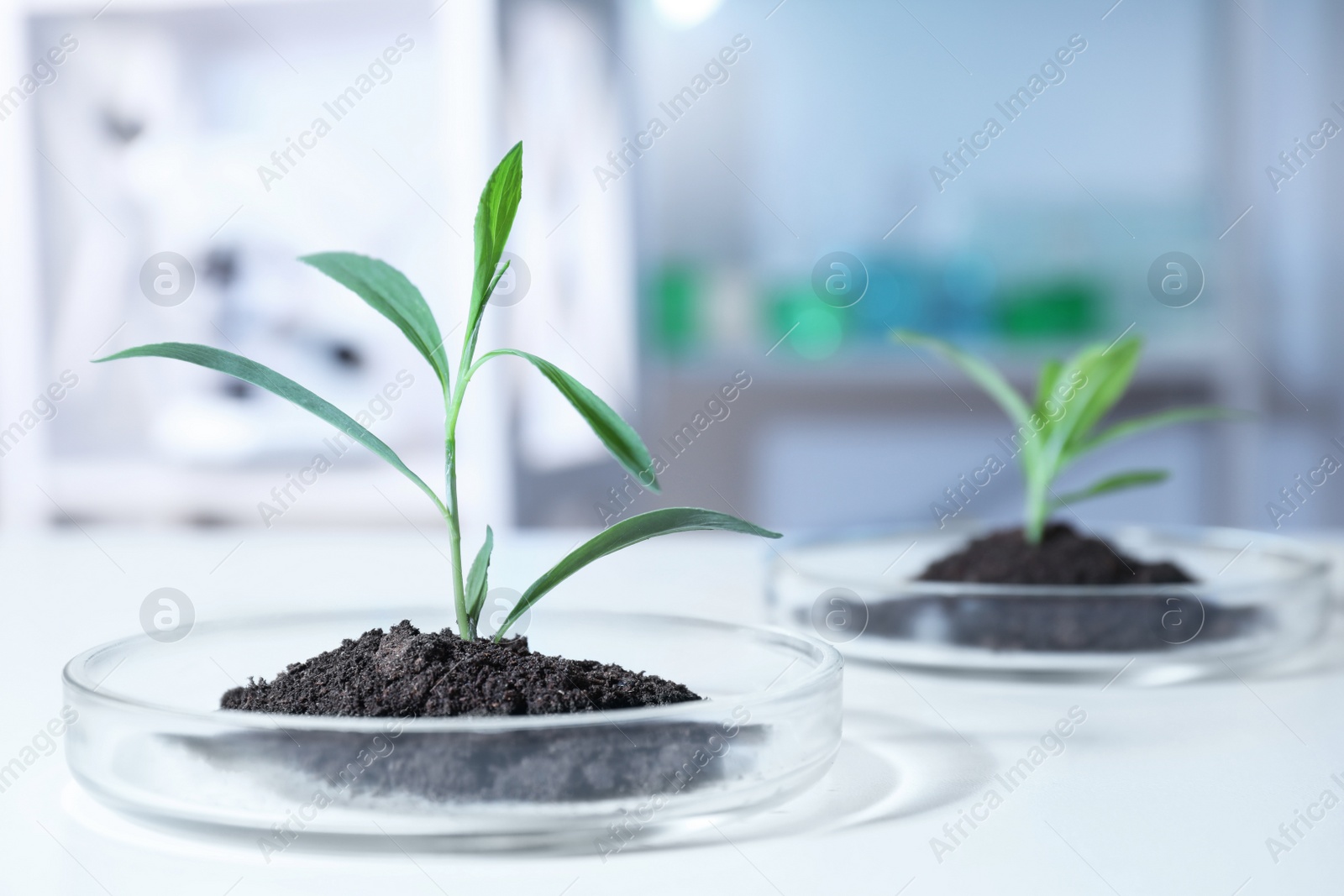 Photo of Green plants with soil in Petri dishes on table in laboratory. Biological chemistry