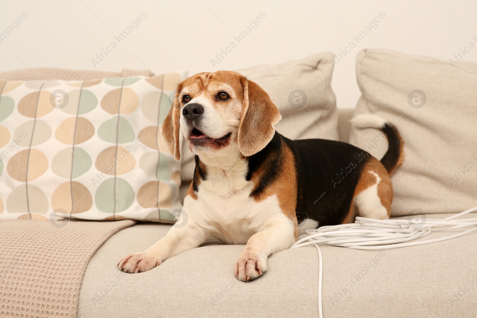 Photo of Naughty Beagle dog with damaged electrical wire on sofa indoors