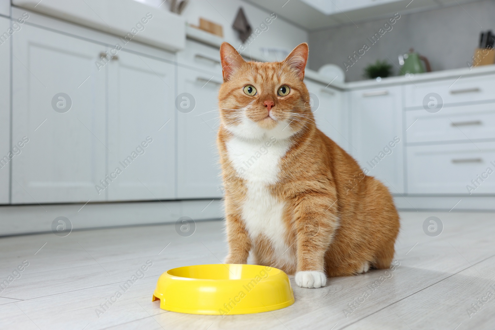 Photo of Cute ginger cat near feeding bowl in kitchen. Space for text