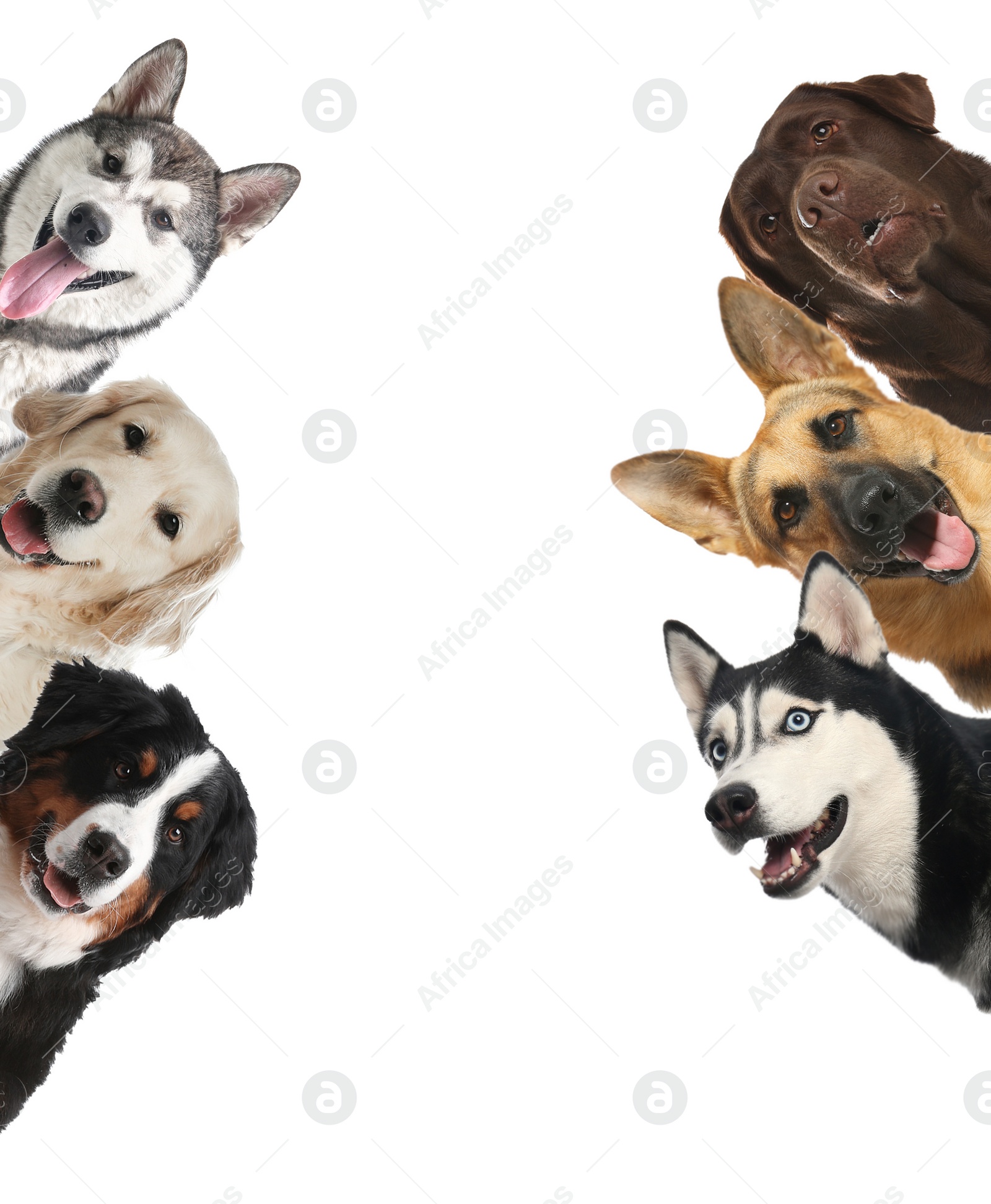 Image of Group of cute funny dogs on white background