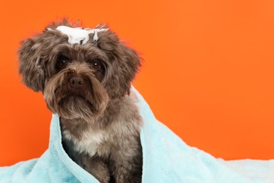 Photo of Cute Maltipoo dog with towel and foam on orange background, space for text. Lovely pet