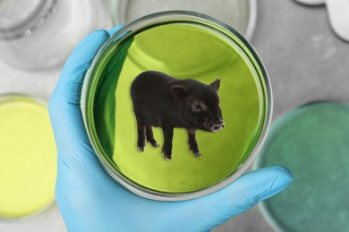 Scientist holding Petri dish with small pig over table, top view. Cultured meat concept 