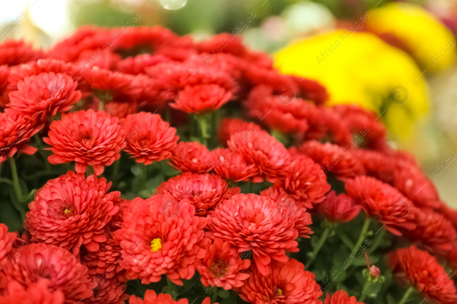 Photo of Beautiful fresh bouquet of colorful chrysanthemum flowers