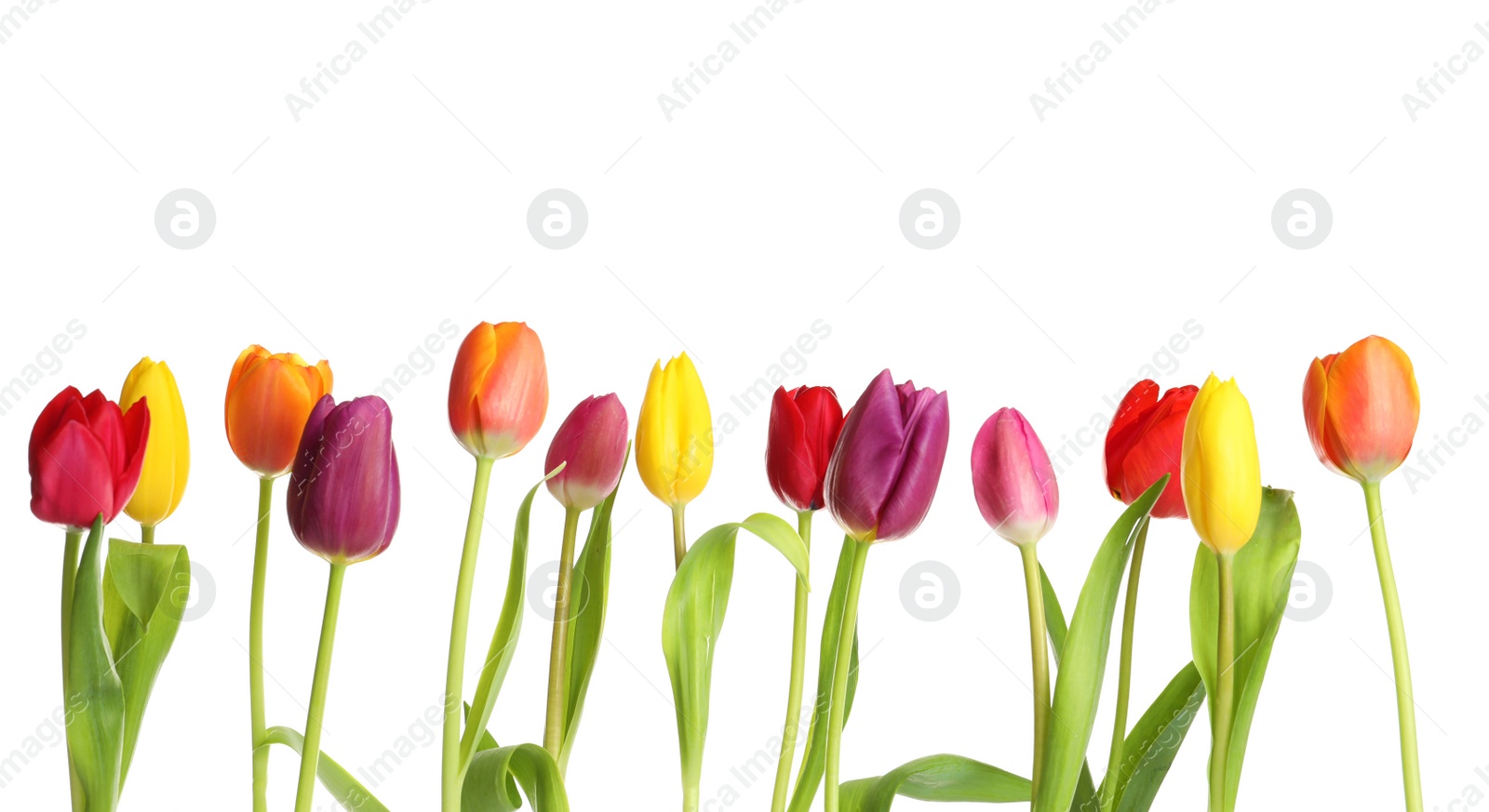 Photo of Beautiful bright tulips on white background. Spring flowers