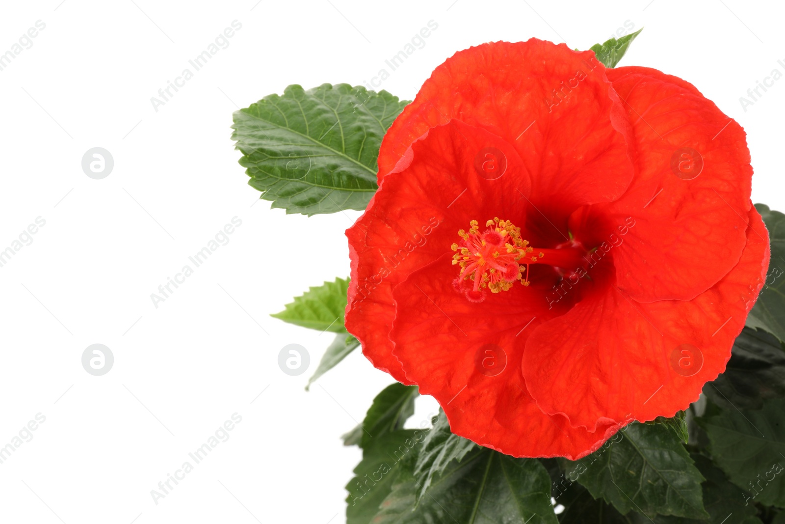 Photo of Beautiful red hibiscus flower and green leaves isolated on white