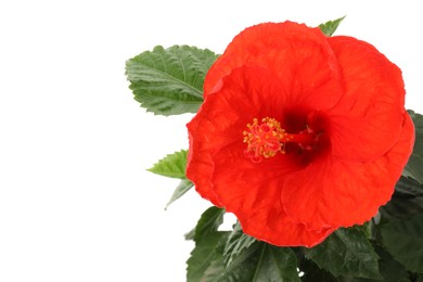 Beautiful red hibiscus flower and green leaves isolated on white