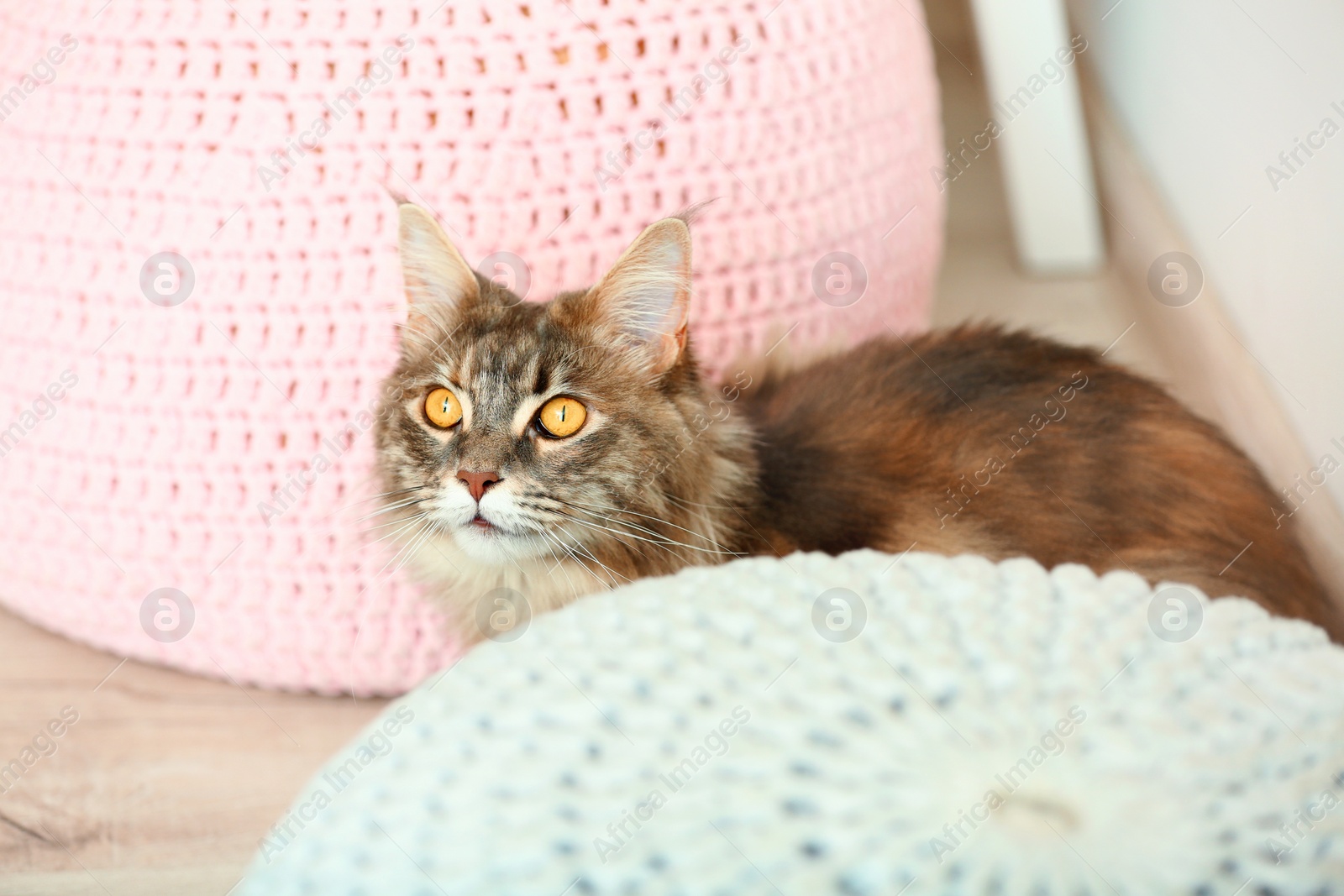 Photo of Playful Maine Coon cat hiding between poufs at home