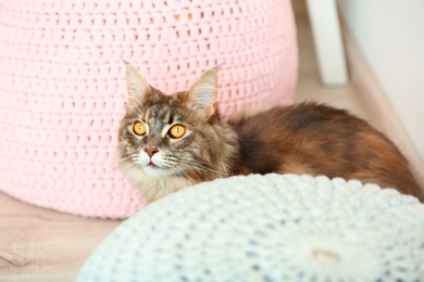 Playful Maine Coon cat hiding between poufs at home