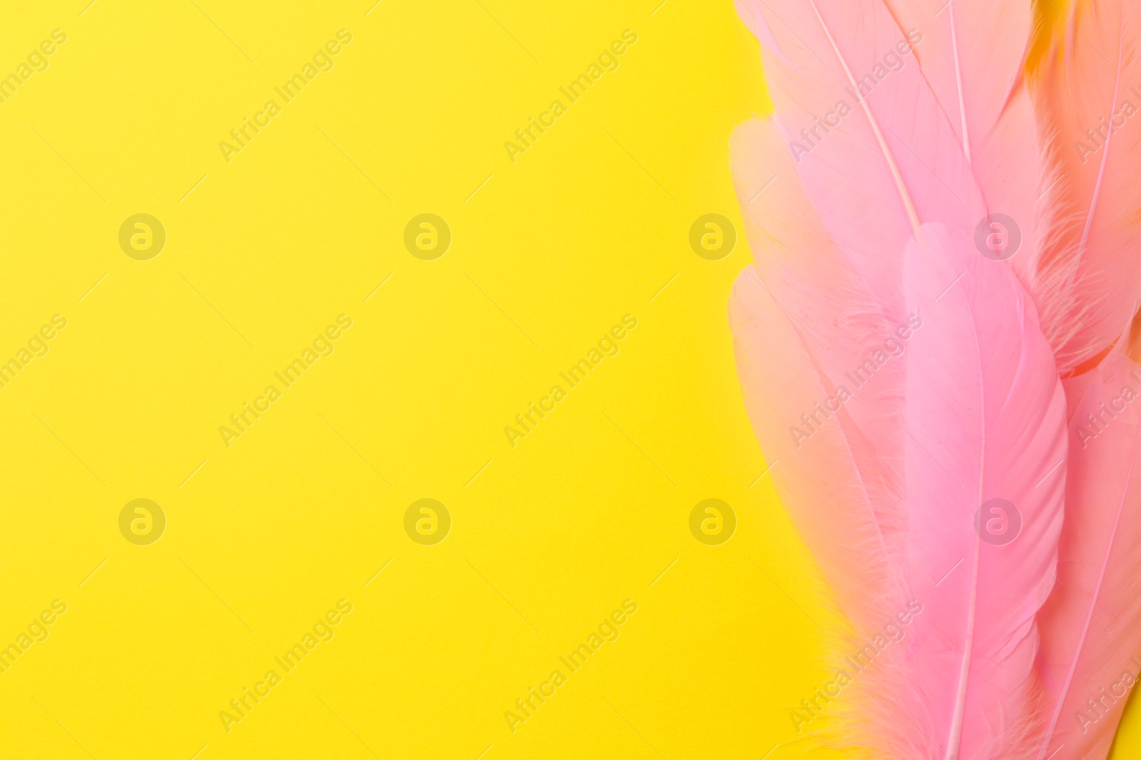 Photo of Beautiful pink feathers on yellow background, top view. Space for text