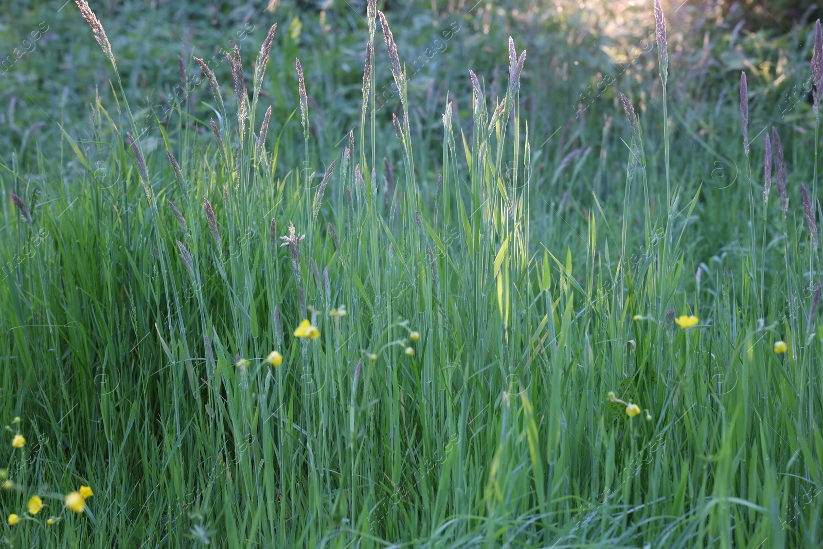 Photo of Beautiful view of green grass in park