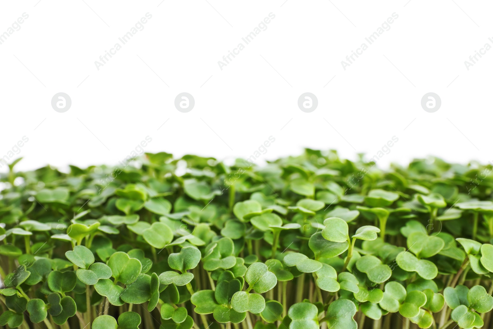 Photo of Fresh organic microgreen on white background, closeup