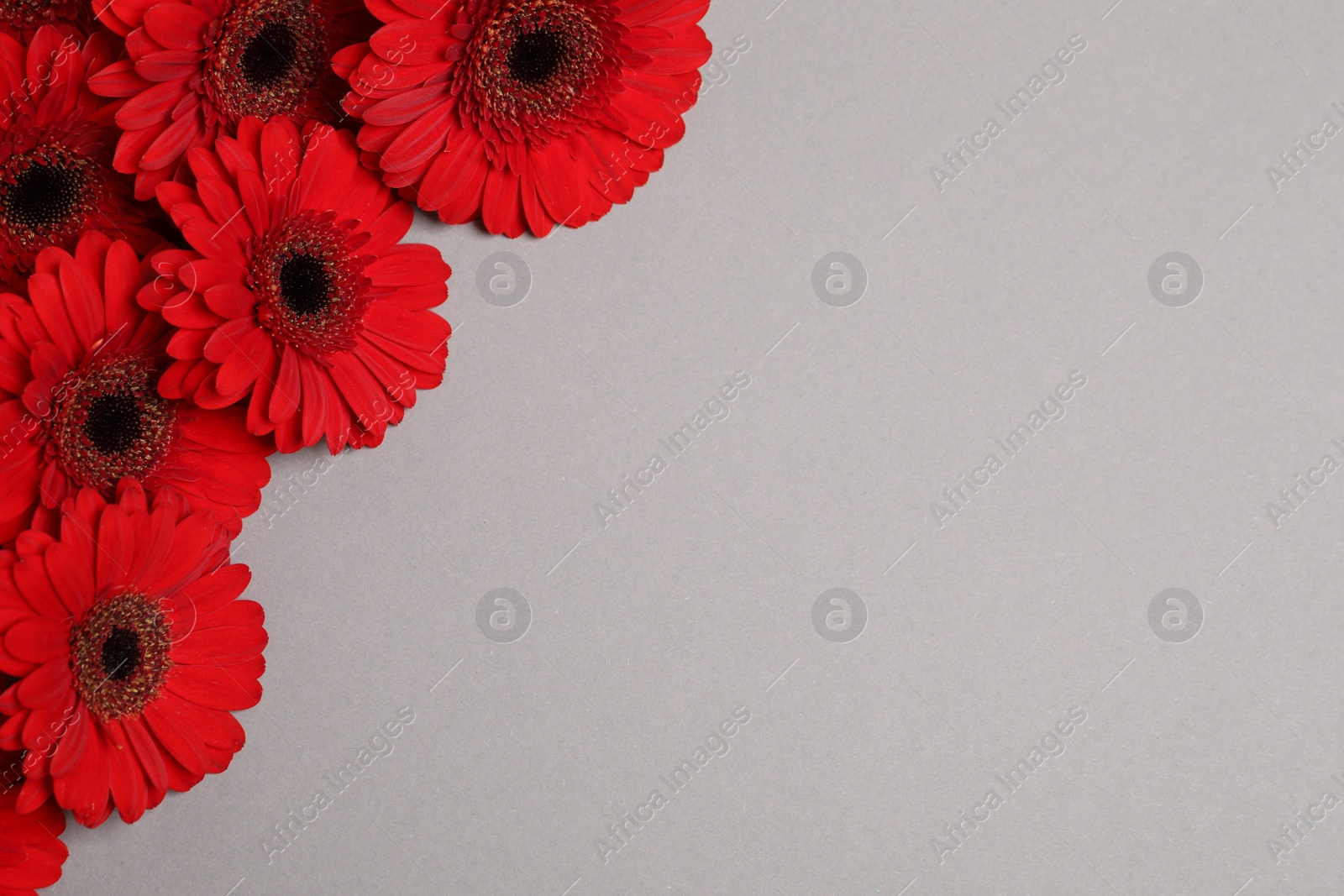 Photo of Beautiful bright red gerbera flowers on light grey background, top view. Space for text