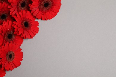 Photo of Beautiful bright red gerbera flowers on light grey background, top view. Space for text