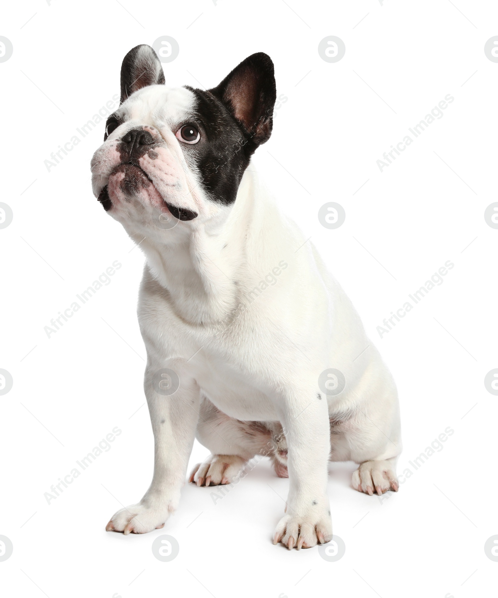 Photo of French bulldog on white background. Adorable pet