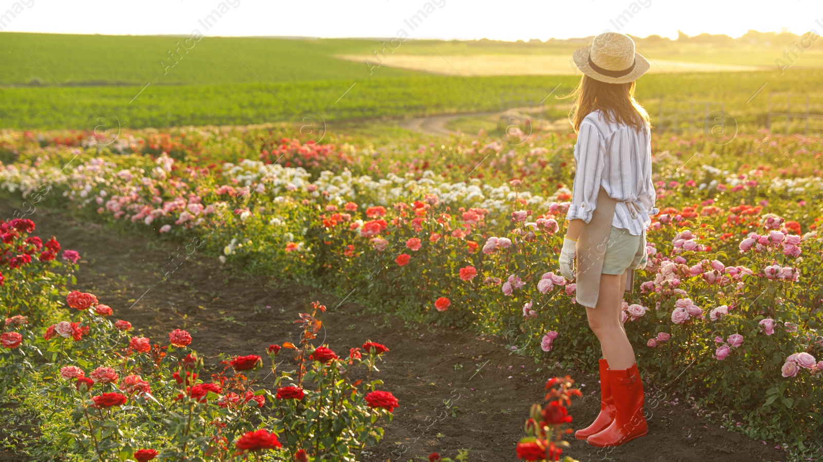 Photo of Woman near rose bushes in garden on sunny day