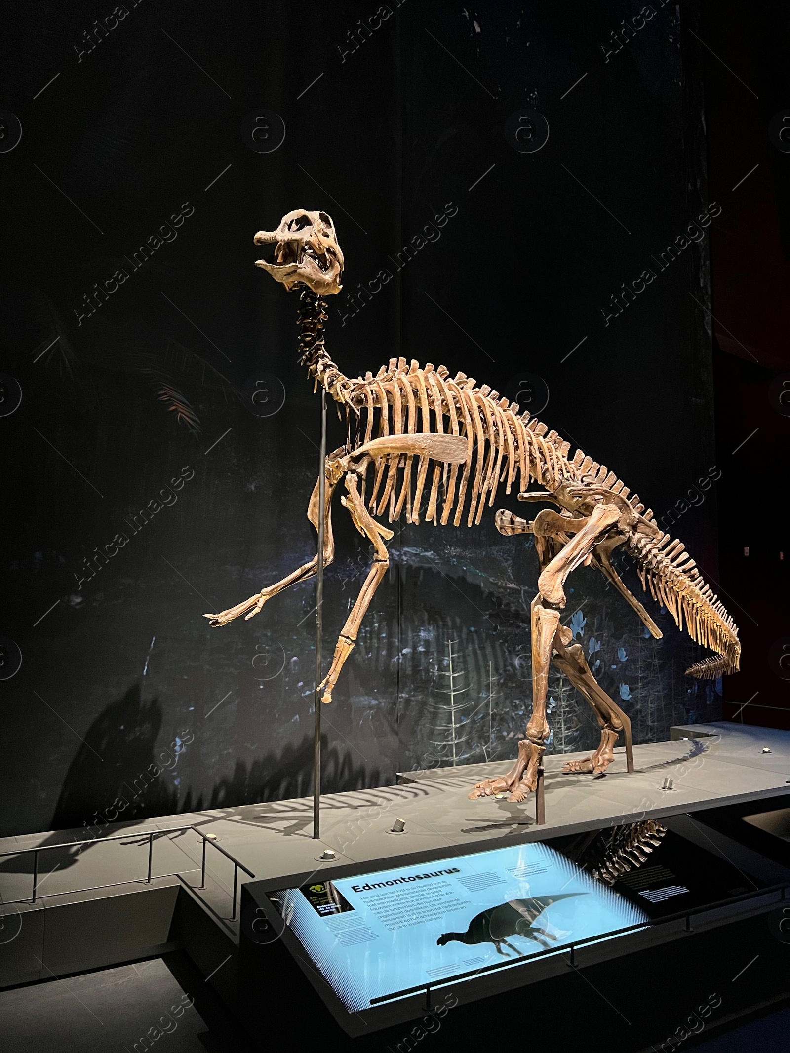 Photo of Leiden, Netherlands - June 18, 2022: Life size skeleton of Edmontosaurus in Naturalis Biodiversity Center