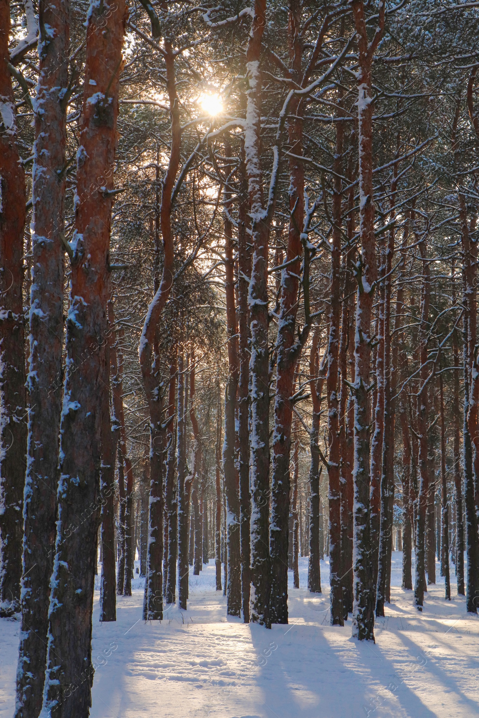 Photo of Picturesque view of snowy pine forest in winter morning