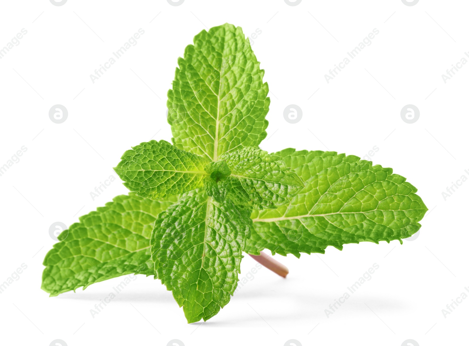 Photo of Fresh green mint leaves isolated on white