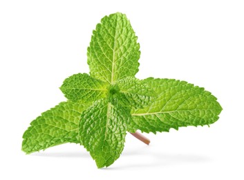 Fresh green mint leaves isolated on white