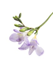 Beautiful violet freesia flower isolated on white