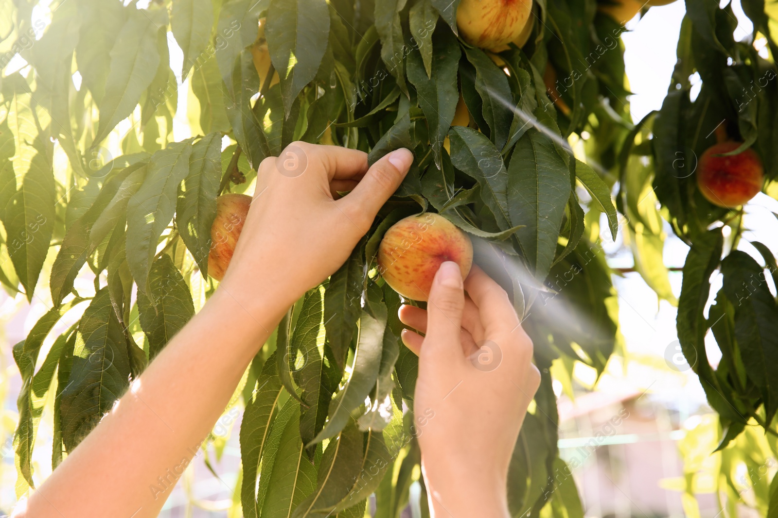 Photo of Woman picking ripe peach from tree outdoors, closeup