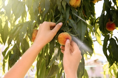 Photo of Woman picking ripe peach from tree outdoors, closeup