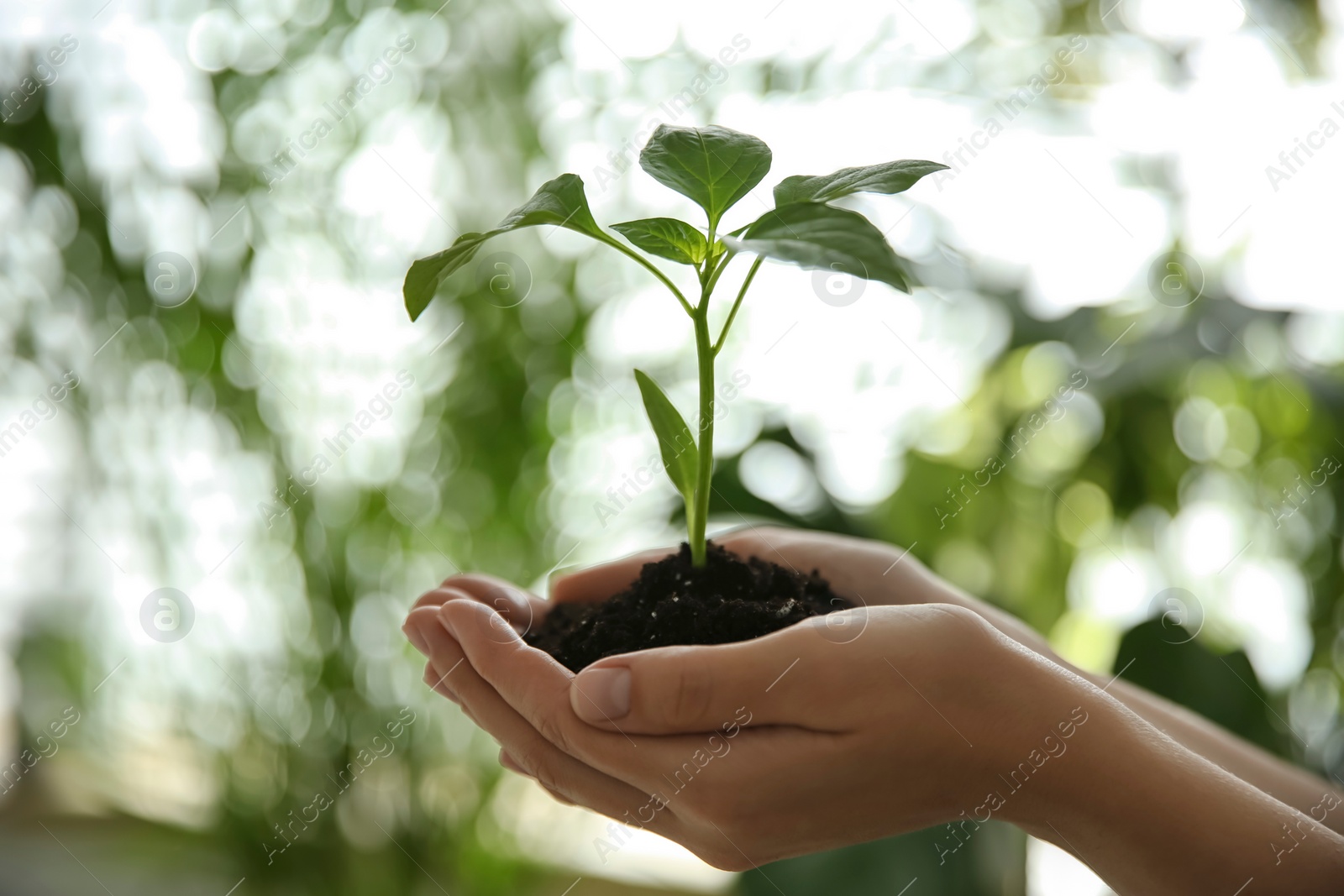 Photo of Woman holding green pepper seedling against blurred background, closeup