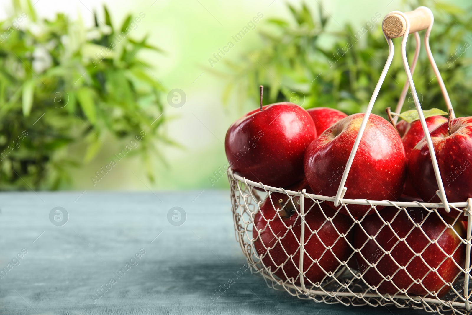 Photo of Metal basket with ripe juicy red apples on blue wooden table against blurred background. Space for text