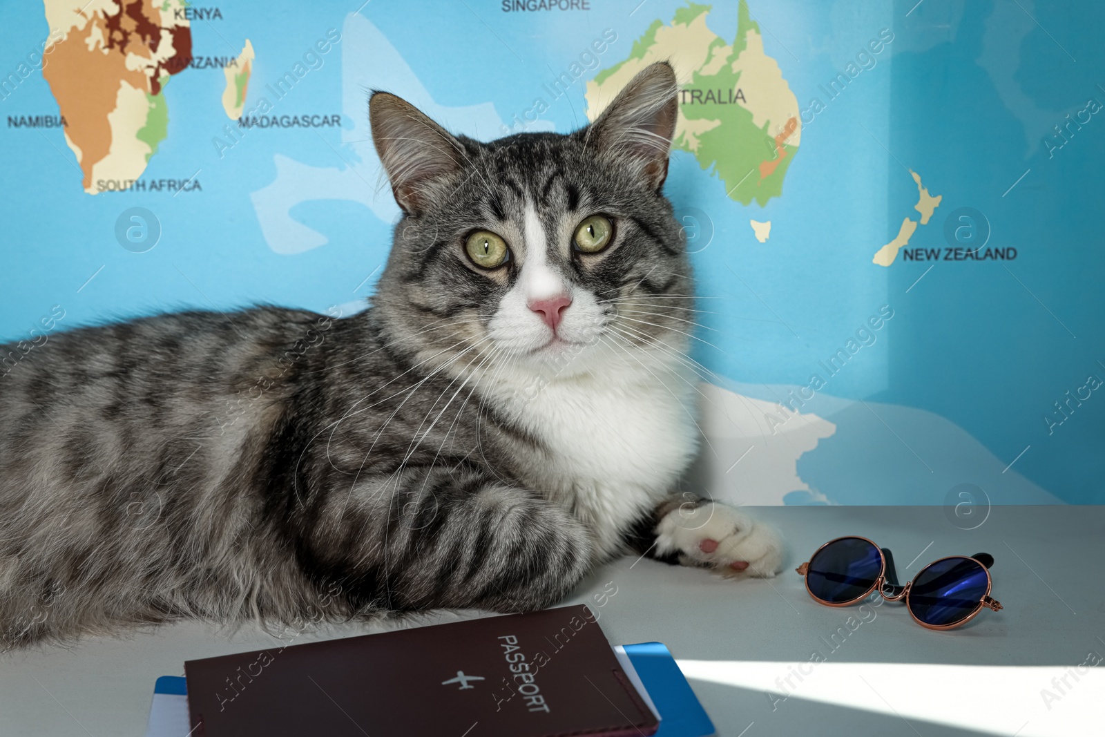 Photo of Cute cat, passport, tickets and sunglasses on white table near world map. Travelling with pet