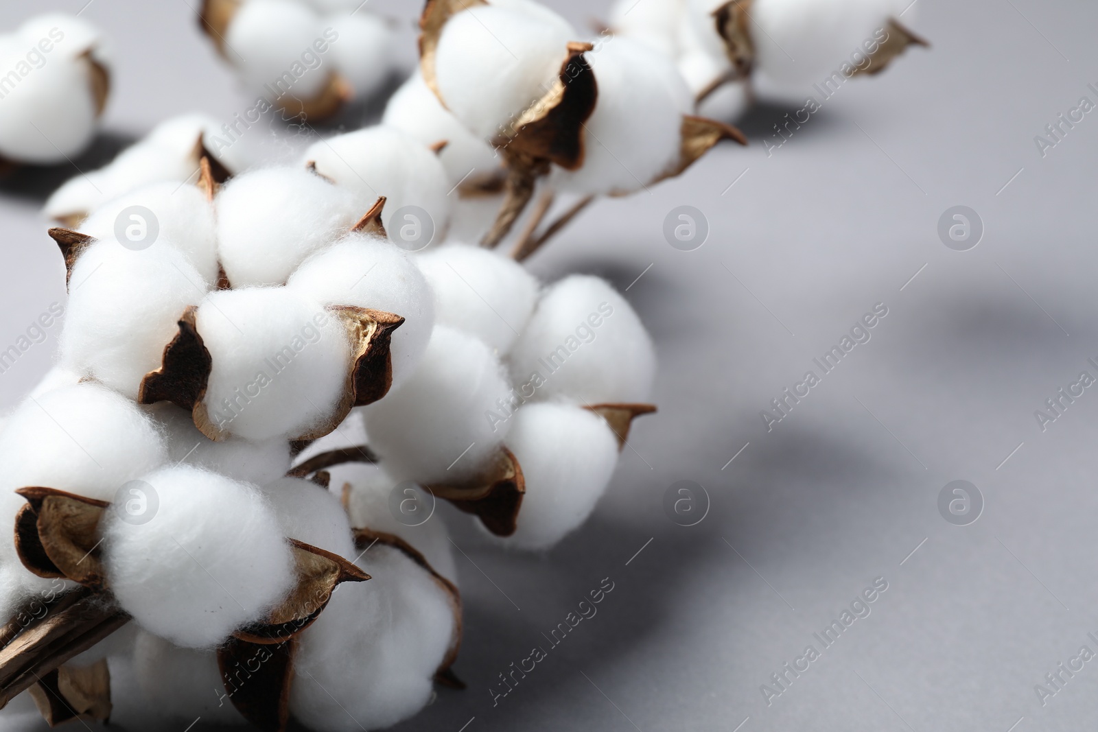 Photo of Branch with cotton flowers on light grey background, closeup. Space for text