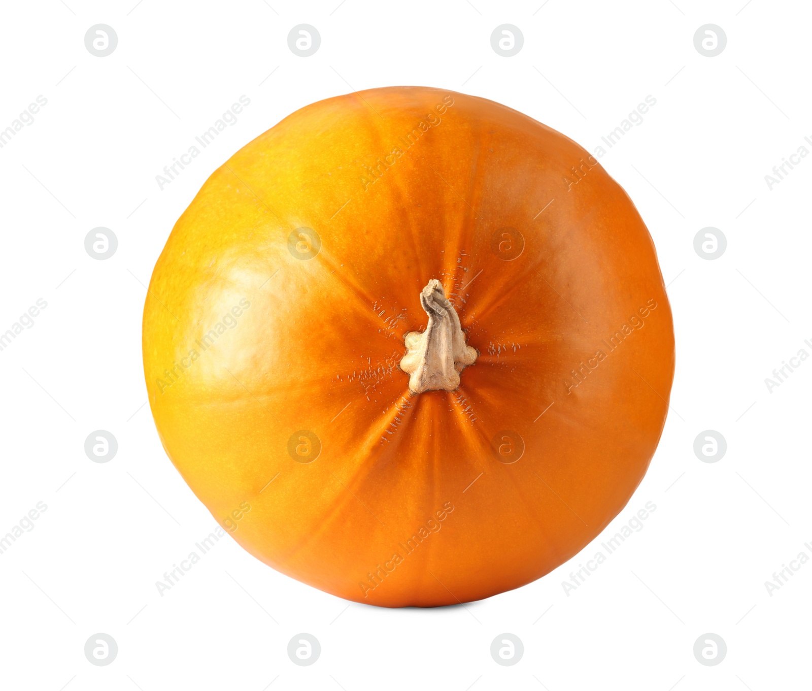 Photo of One fresh orange pumpkin isolated on white