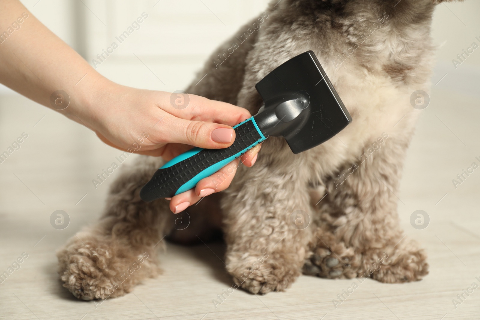 Photo of Woman brushing cute Maltipoo dog indoors, closeup. Lovely pet