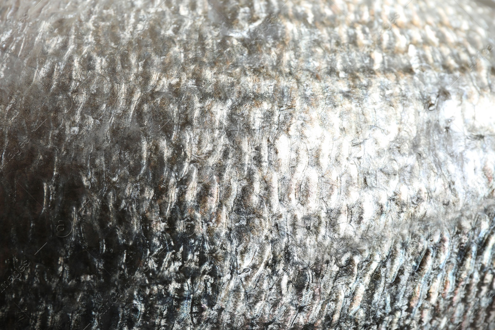 Photo of Raw dorada fish scale as background, closeup