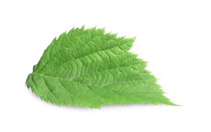 Photo of One fresh blackberry leaf isolated on white