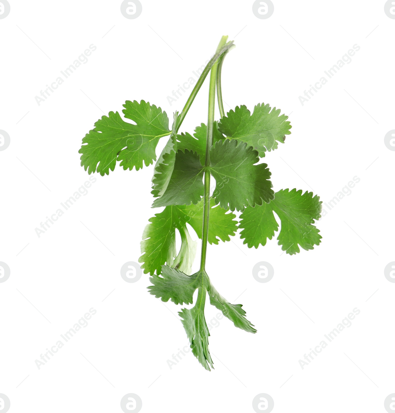 Photo of Aromatic fresh green cilantro isolated on white