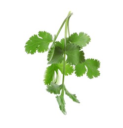 Photo of Aromatic fresh green cilantro isolated on white