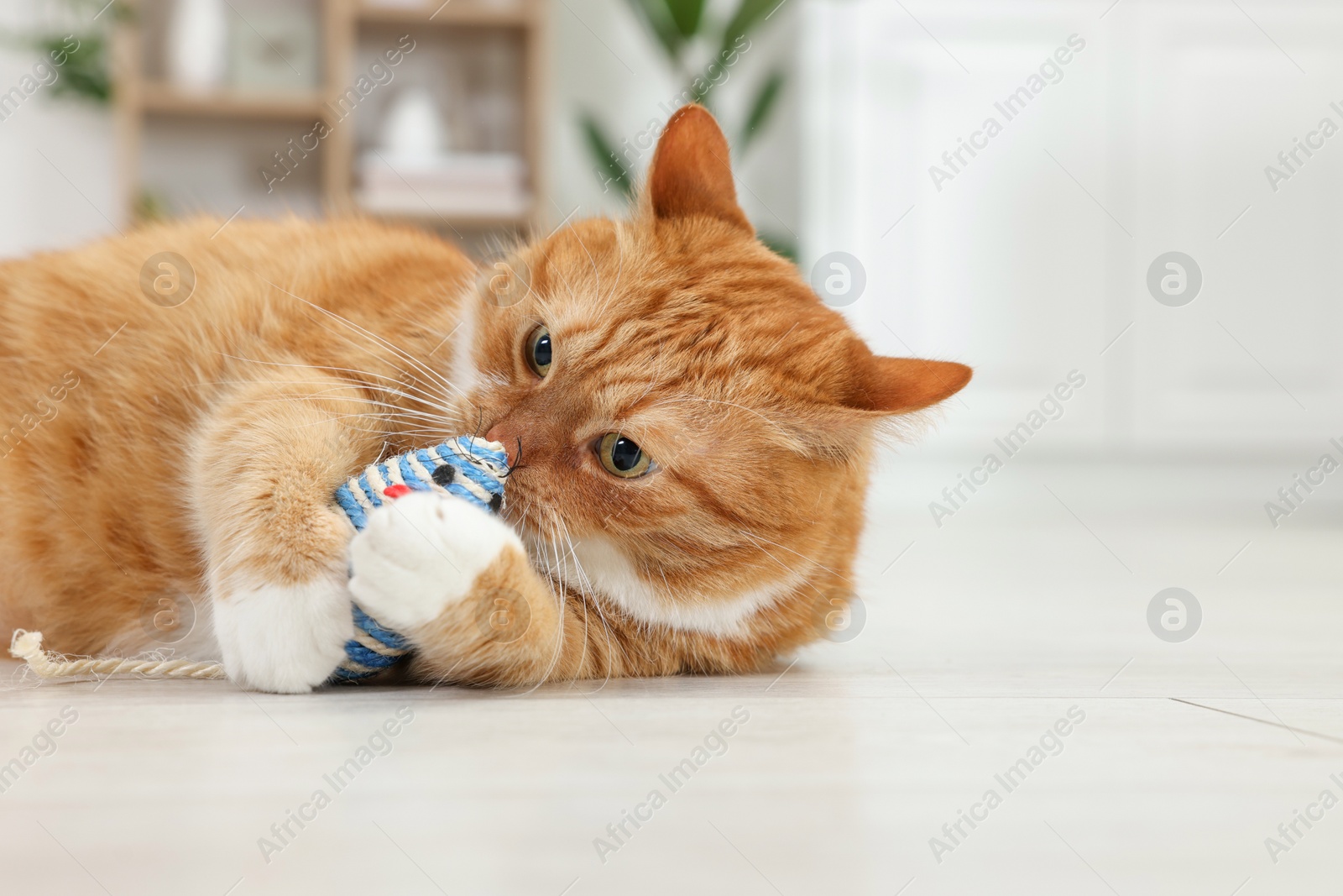 Photo of Cute ginger cat playing with sisal toy mouse at home. Space for text