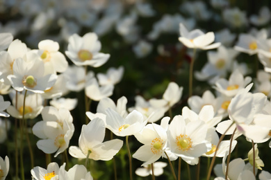 Photo of Beautiful blossoming Japanese anemone flowers outdoors on spring day