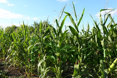 Beautiful view of corn growing in field