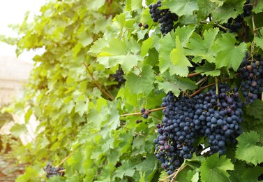 Photo of Ripe juicy grapes on branch growing in vineyard, space for text