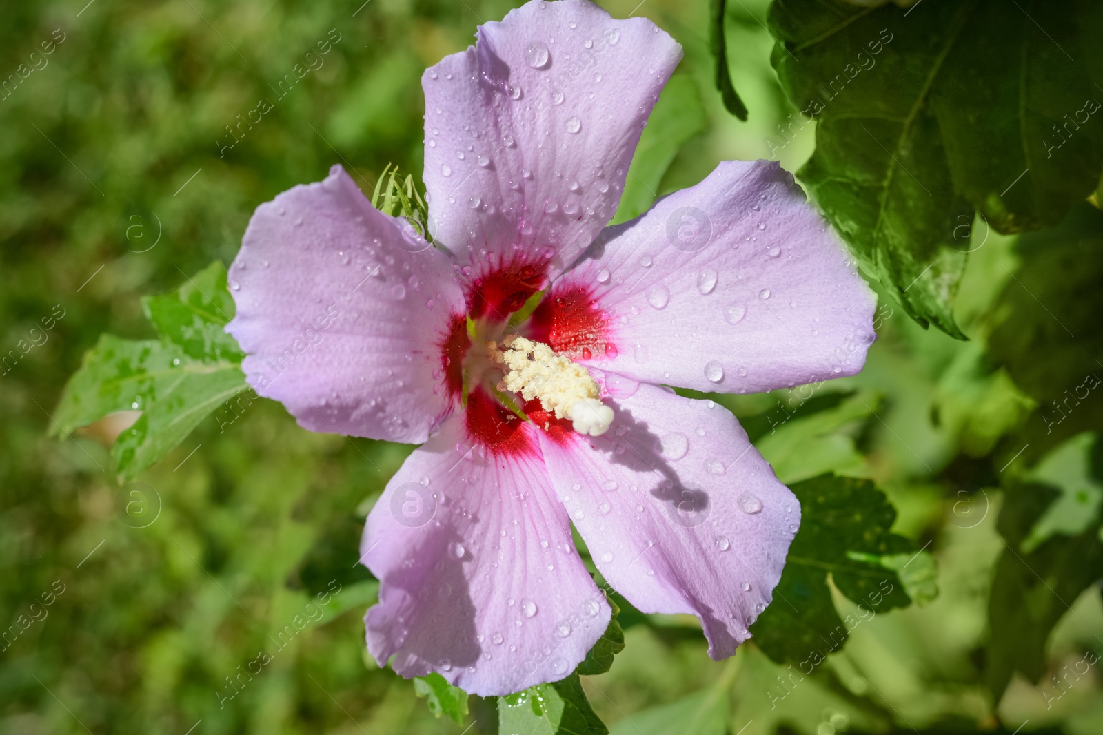 Photo of Beautiful hibiscus flower with water drops outdoors on sunny day, closeup