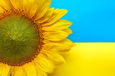 Photo of Beautiful sunflower on Ukrainian national flag, top view. Space for text