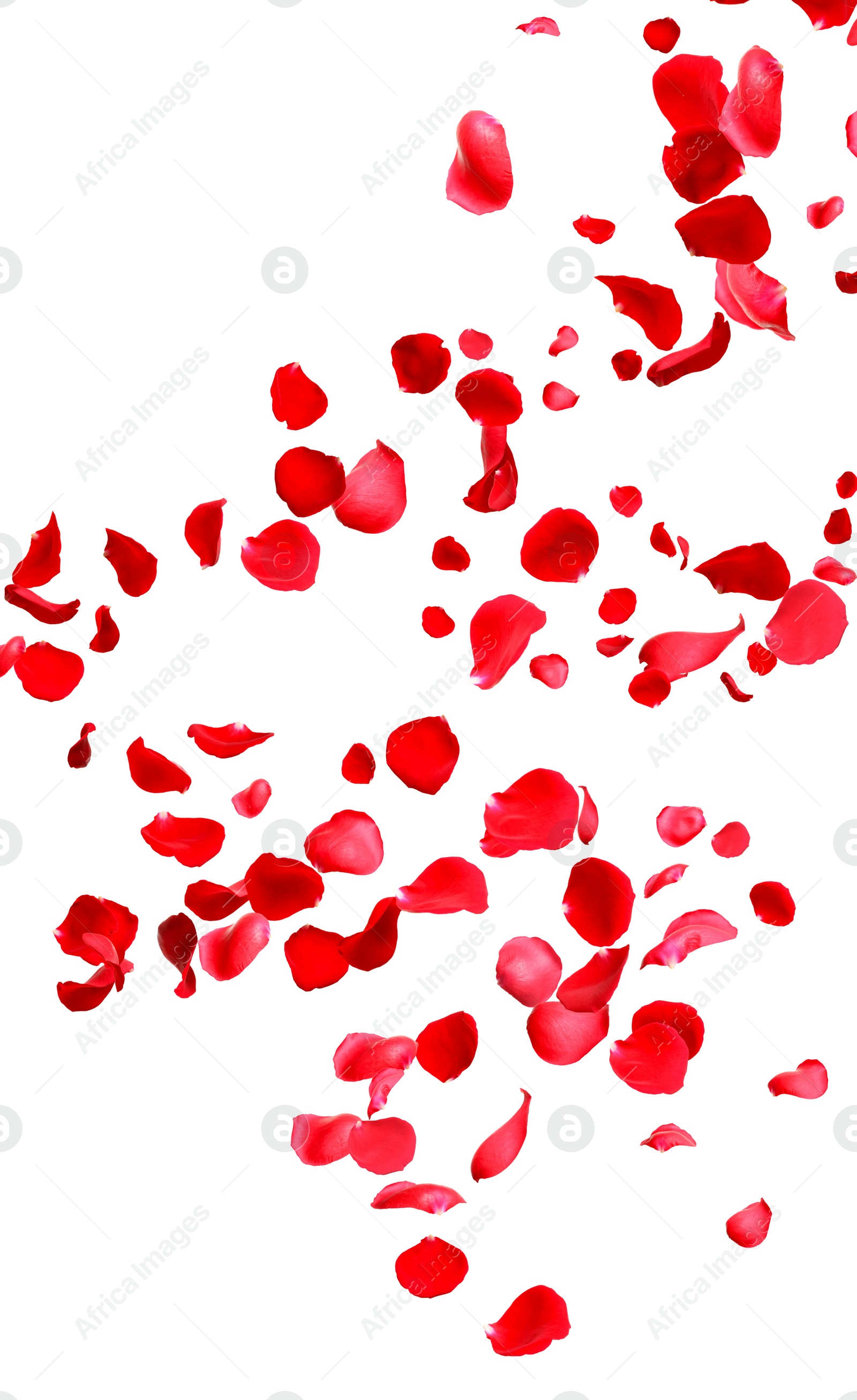 Image of Falling fresh red rose petals on white background